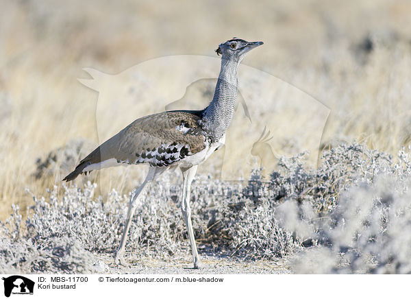 Kori bustard / MBS-11700