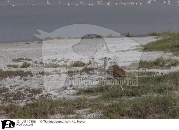 Kori bustard / JM-10186