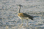 Kori Bustard