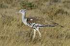 kori bustard