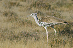 kori bustard