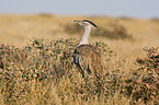 Kori bustard