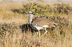 Kori bustards