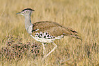 Kori bustard