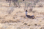 Kori bustard