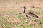 Kori bustard