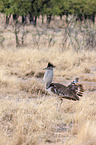 Kori bustard