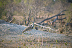 walking Kori Bustard
