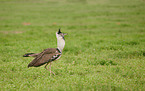 Kori Bustard
