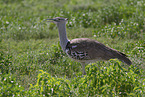 Kori bustard