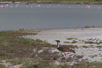Kori bustard