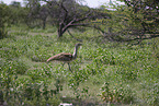 Kori bustard