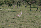 Kori bustard