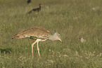 Kori bustard