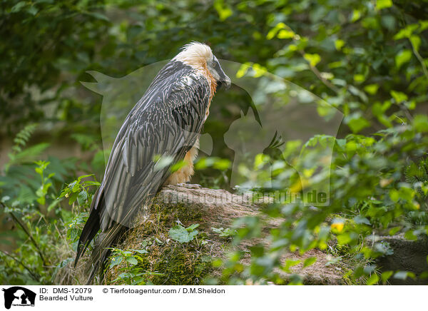 Bartgeier / Bearded Vulture / DMS-12079