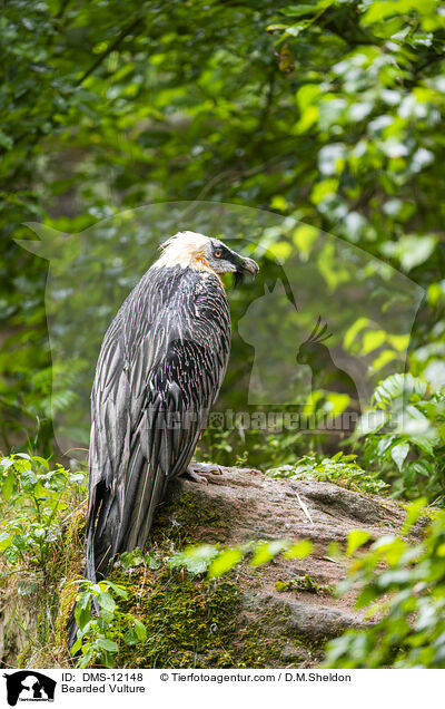 Bartgeier / Bearded Vulture / DMS-12148