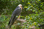 Bearded Vulture