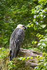 Bearded Vulture