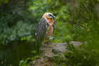 Bearded Vulture