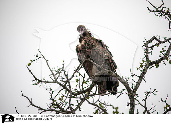 sitzender Ohrengeier / sitting Lappet-faced Vulture / MBS-22830
