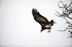 flying Lappet-faced Vulture