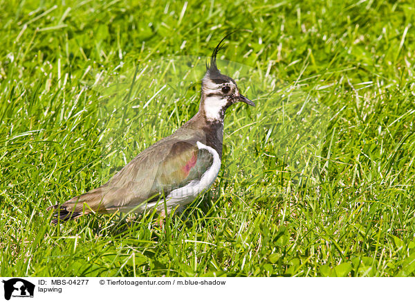 Kiebitz / lapwing / MBS-04277