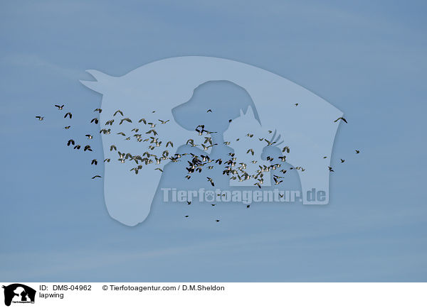 lapwing / DMS-04962