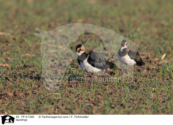 lapwings / FF-01386