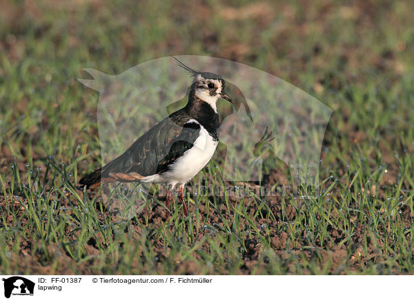 lapwing / FF-01387