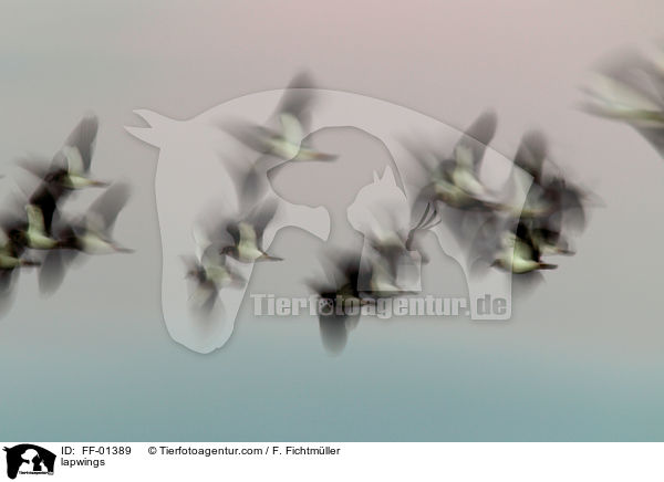 lapwings / FF-01389
