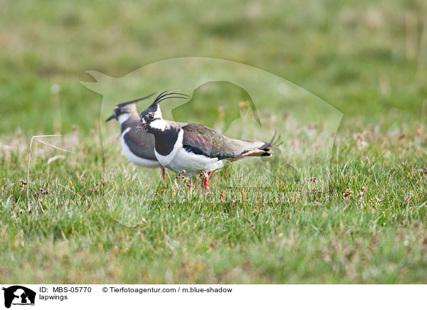 lapwings / MBS-05770