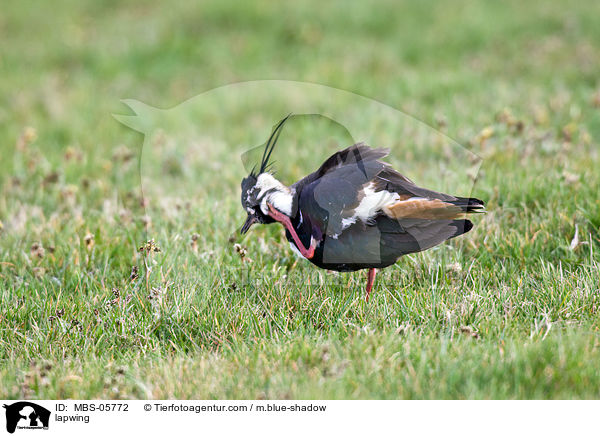 Kiebitz / lapwing / MBS-05772