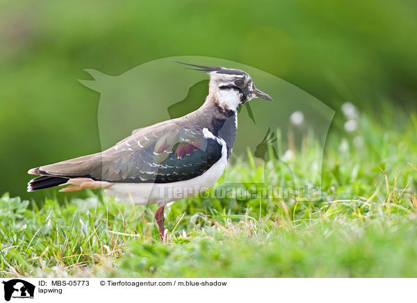 lapwing / MBS-05773