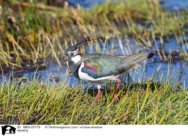 Kiebitz / lapwing / MBS-05779