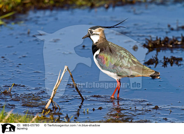 Kiebitz / lapwing / MBS-05780