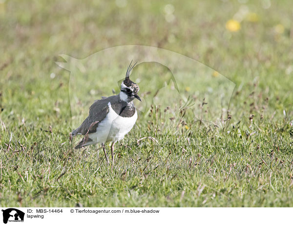 Kiebitz / lapwing / MBS-14464