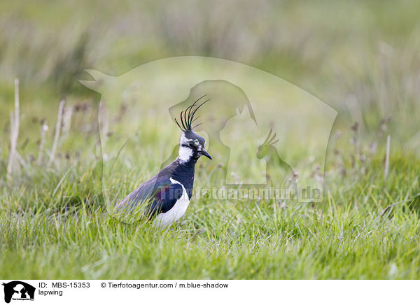 Kiebitz / lapwing / MBS-15353