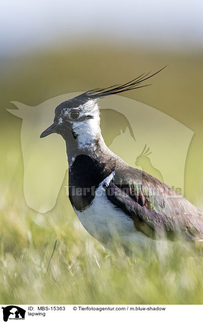 Kiebitz / lapwing / MBS-15363