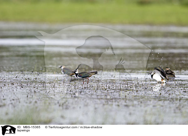 Kiebitze / lapwings / MBS-15365