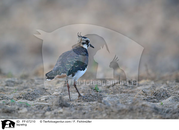 Kiebitz / lapwing / FF-07210