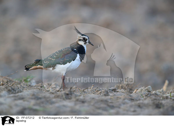 Kiebitz / lapwing / FF-07212