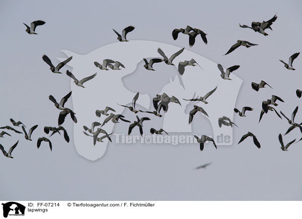 lapwings / FF-07214