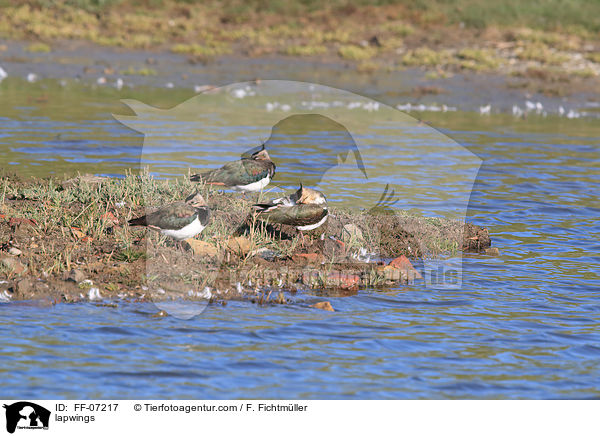 lapwings / FF-07217