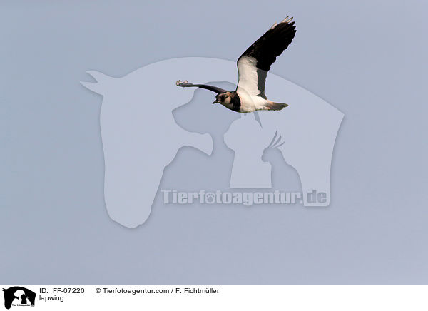 lapwing / FF-07220