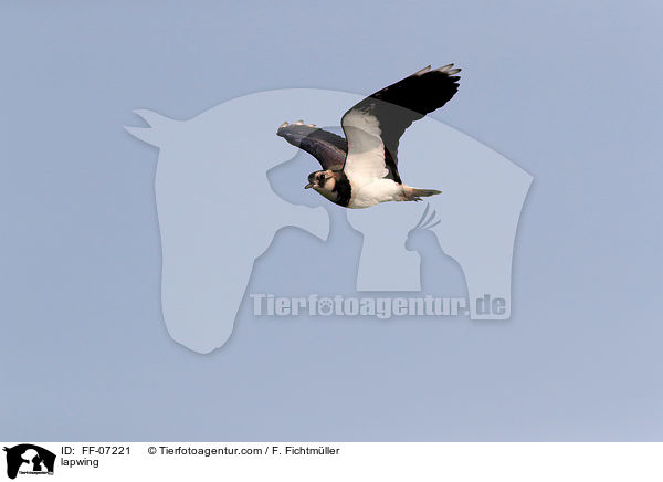 lapwing / FF-07221