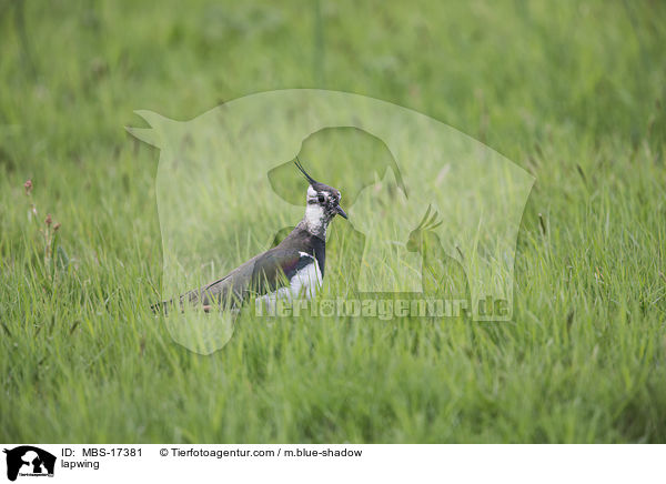 lapwing / MBS-17381