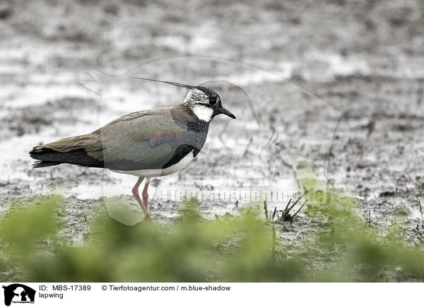 lapwing / MBS-17389