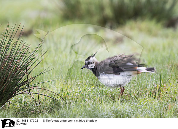 lapwing / MBS-17392