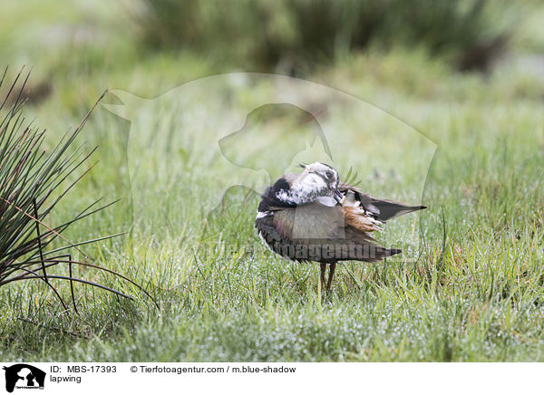 lapwing / MBS-17393