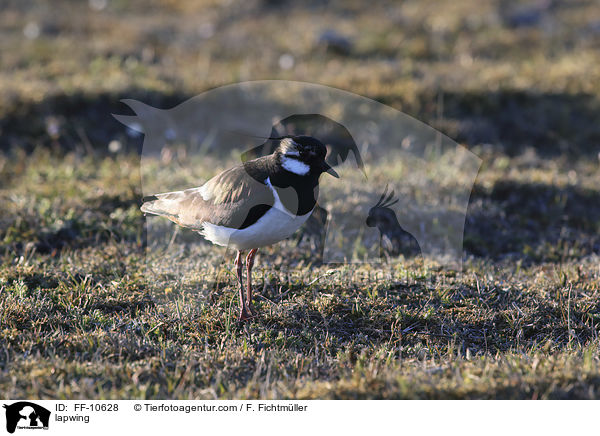 Kiebitz / lapwing / FF-10628